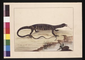 6. oldal Tarka gyík. Jelenleg Goanna néven ismert, 1789-90 körül (akvarell)