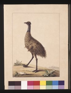 7. oldal New Holland Cassowary. Jelenleg Emu néven ismert, 1789-90 körül (akvarell)