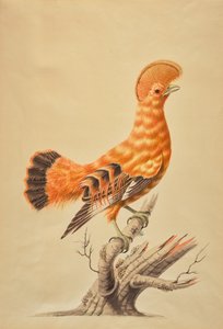 Rupicola Rupicola alkotó: Sarah Stone