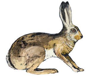 Hare, 2024 (monoprint) alkotó: Sarah Thompson Engels