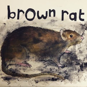 Barna patkány, 2021, (tinta papíron) alkotó: Sarah Thompson Engels