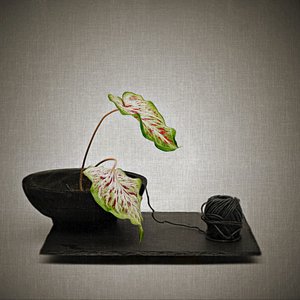Caladium és fekete fonal alkotó: Saskia Dingemans