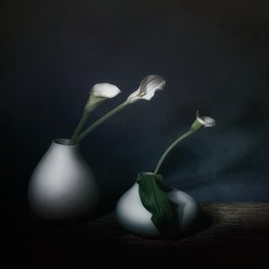 A Moody Calla virágai