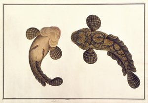 Lepoo, „Állatok, rovarok és hüllők rajzai Malacca-ból”, 1805-1818 körül (guache és akvarell papíron) alkotó: School Chinese
