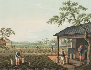 Teakészítés, 1820 körül (testfesték és aranyfesték selyemre, papírra fektetve) alkotó: School Chinese