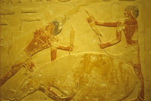 Ókori Egyiptom, Falfaragás/festés, Mastaba/Idout sírja, Saqqara, i.e. 2323-2150, Feláldozásra lemészárolt bika (fotó) alkotó: School Egyptian