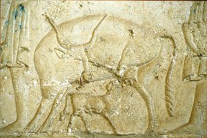 Ókori Egyiptom, Falfestmény, Petosiris sírja, Tuna Gabel, Tuna el Gebel, Kr. e. 300, Szoptatni próbáló borjú (fotó) alkotó: School Egyptian