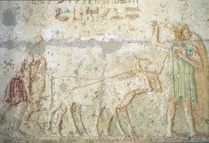 Ókori Egyiptom, falfestmény, Petosiris sírja, Tuna el Gebel, Kr. e. 300, szántás és vetés (fotó) alkotó: School Egyptian