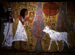 Luxor - Théba: A Nílus bal partján. DEIR EL MEDINEH honlapja: kézművesek faluja és nekropolisza. Részlet egy sír falfestményéről, amely a borjút ábrázolja, még vékony és törékeny lábakkal, a jövő apisát testesíti meg. 19. dinasztia. alkotó: School Egyptian