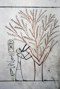 Luxor, Théba: A Királyok Völgye. Thutmosis (Tuthmosis vagy Thutmes) III (-1504 - -1450), egyiptomi fáraó sírja. alkotó: School Egyptian
