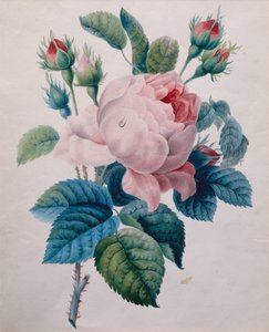 Rózsa (ceruza és akvarell) alkotó: School French
