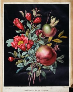 Gránátalma és virága - botanikai tábla alkotó: School French