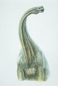 Brontosaurus, jura időszak (színes litho) alkotó: School Italian