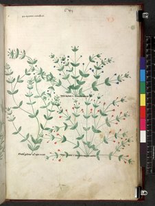 Egerton 747 Tractatus de herbis (Herbal) c.1280-1310 (tinta és színes pergamen) alkotó: School Italian