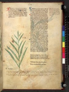 Egerton 747 Tractatus de herbis (Herbal) c.1280-1310 (tinta és szín a pergamen) alkotó: School Italian