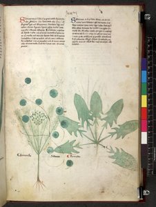 Egerton 747 Tractatus de herbis (Herbal) c.1280-1310 (tinta és színes pergamen) alkotó: School Italian