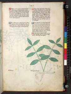 Egerton 747 Tractatus de herbis (Herbal) c.1280-1310 (tinta és színes pergamen) alkotó: School Italian