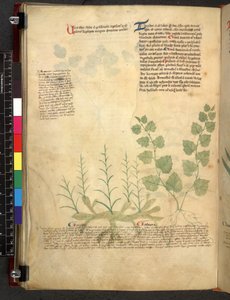 Egerton 747 Tractatus de herbis (Herbal) c.1280-1310 (tinta és szín a pergamen) alkotó: School Italian