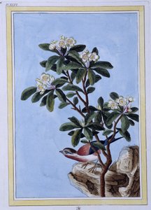 Madár - japán nyomat alkotó: Japanese School