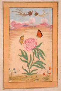 Virágos növények paradicsommadarakkal és pillangókkal, a Small Clive Albumból (gouache pergamen) alkotó: School Mughal