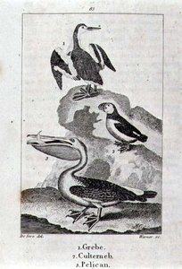 Grebe, Culterneb és Pelikán a Föld történetéből és az animált természetből, London 1816 (rézlemez-metszet) alkotó: School Spanish