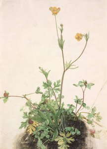 Német: Boglárka, vörös lóhere és útifű Boglárka, vörös lóhere és útifű alkotó: School of Albrecht Dürer