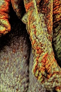 Fatörzs, 2021 (digitális) alkotó: Scott J. Davis