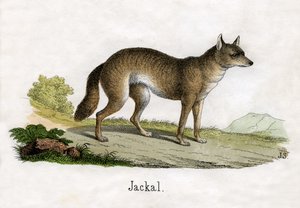 Sakál antik lenyomata alkotó: Scottish School