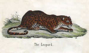 Egy afrikai leopárd antik lenyomata alkotó: Scottish School
