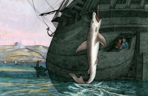 A tengeren fogott nagy fehér cápa alkotó: Scottish School