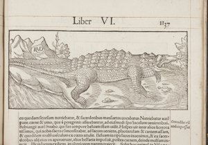 Cosmographia, Fol 1137, 1544 alkotó: Sebastian Munster