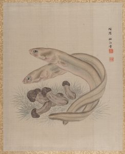 Angolna, kb. 1890-92.