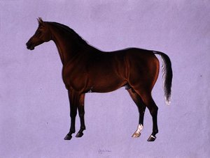 Oppidan, 1840 körül (akvarell papíron)