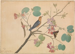 Egy narancsfejű rigó és egy halálfejű lepke lila ébenfa orchidea ágon alkotó: Shaikh Zain ud Din (fl.1777 83)