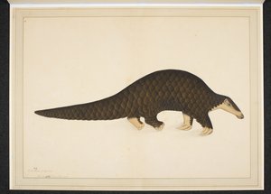 Adjuk hozzá a havat. Vagy. 4667, Pangolin vagy pikkelyes hangyász alkotó: Shaikh Zain ud Din (fl.1777 83)