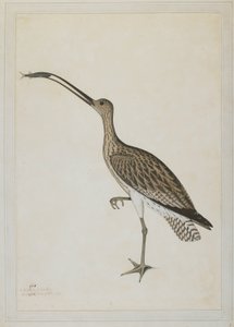 Keleti göndör felfal egy sárbírót alkotó: Shaikh Zain ud Din (fl.1777 83)