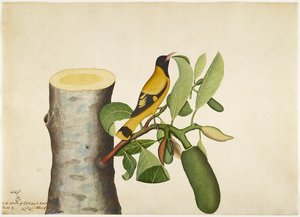 Fekete csuklyás oriole and Insect on Jackfruit Stump, fólió egy sorozatból, Lady Impey megbízásából, 1778