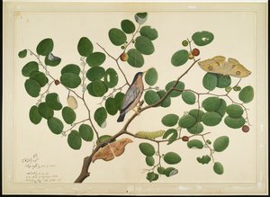 Brahminy Starling két antheraea lepkével, hernyóval és gubóval az indiai jujube fán, fólió a Lady Impey által megrendelt sorozatból, 1777
