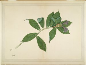 Crepe Ginger Plant, fólió egy sorozatból, Lady Impey megbízásából, 1780 körül