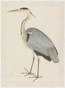 Gray Heron, fólió egy sorozatból, Lady Impey megbízásából, 1780-82 körül