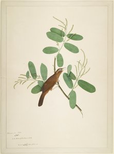 Hwamei a Terminalia Branch-on, fólió a Lady Impey által megrendelt sorozatból, 1780