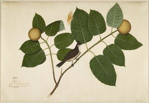Piros bajuszú Bulbul és Aganais Ficus Moth a Kadamba ágon, fólió a Lady Impey által megrendelt sorozatból, 1777