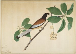 Rufous Treepie és Caterpillar on Branch, fólió egy sorozatból, Lady Impey megbízásából, 1777
