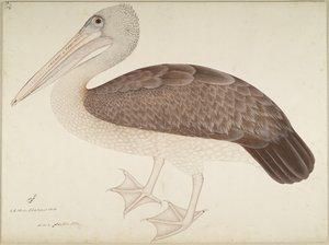 Spotbilled Pelican, fólió egy sorozatból, Lady Impey megbízásából, 1780-82 körül