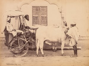 Bullock Cart, Delhi, 1863.