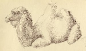 Camel, c1951. alkotó: Shirley Markham