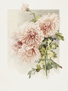 Krizantémok alkotó: Sidney Thomas Callowhill