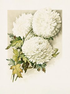 Krizantémok karácsony estéjére alkotó: Sidney Thomas Callowhill