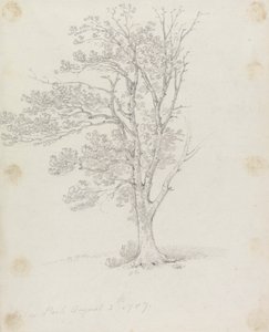 Fa az Easton Parkban