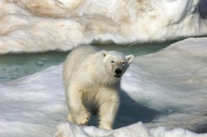 Jegesmedve (Ursus maritimus) sétál egy jégtáblán, Svalbard-szigetek, Norvégia, 2022 (fotó) alkotó: Sisse Brimberg